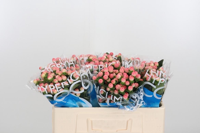 <h4>Hyp Coco Tiamo</h4>