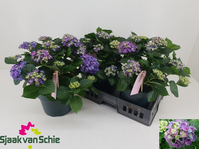 <h4>HYDR M CURLY WURLY</h4>