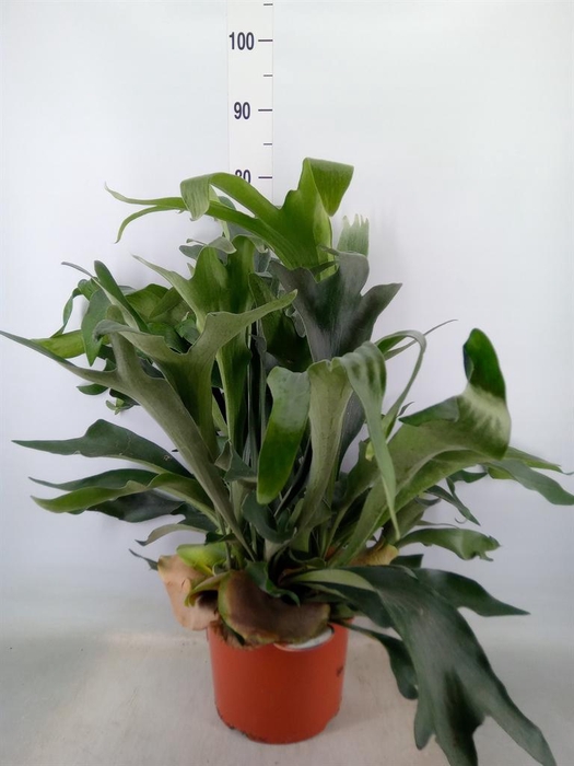 <h4>Platycerium bifurc.</h4>