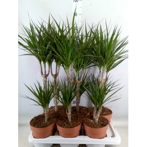Dracaena marg.