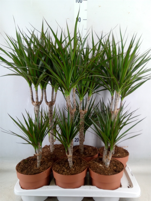 <h4>Dracaena marg.</h4>