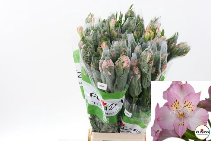 <h4>Alstroemeria  'Dubai'</h4>