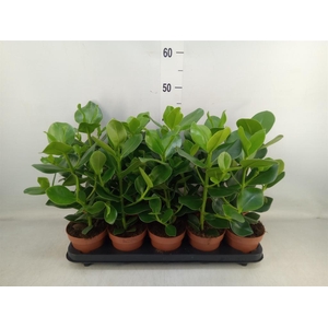 Clusia rosea 'Princess'