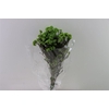 Dried Ozothamnus L Green Bunch Slv