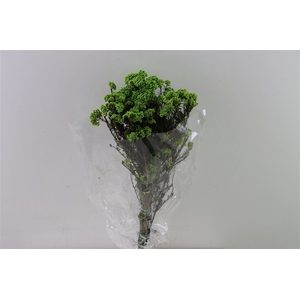 Dried Ozothamnus L Green Bunch Slv