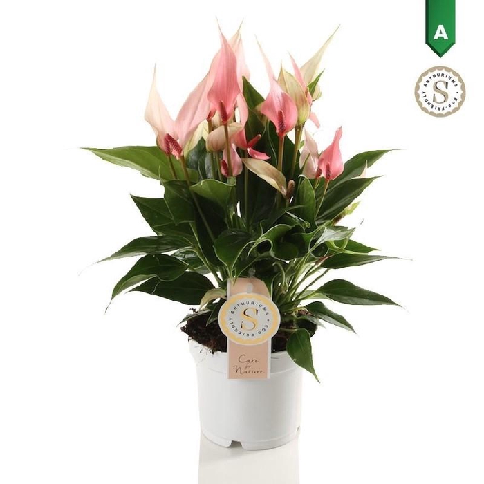 <h4>Anthurium Lilli rose Lilli, beperkt leverbaar</h4>