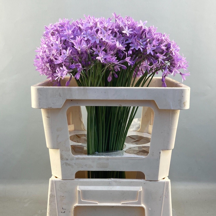 ALLIUM TULBAGHIA