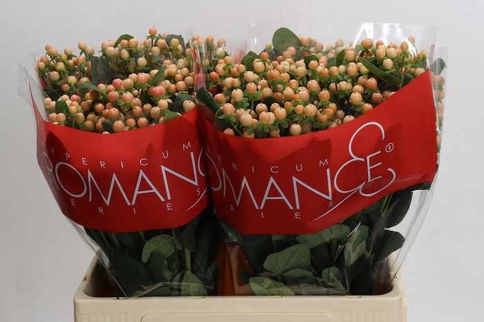 <h4>HYP MELLOW ROMANCE</h4>