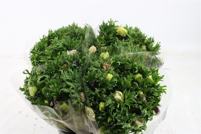 <h4>Anem Marianne Pastel</h4>