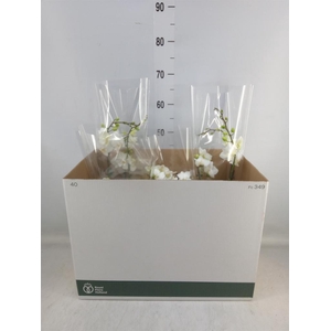 Arr.  Phalaenopsis  H%