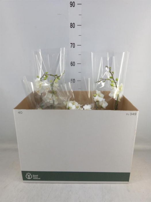 <h4>Arr. Phalaenopsis H%</h4>