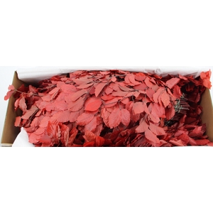 PF BEECH LEAFS RED BS 150GR