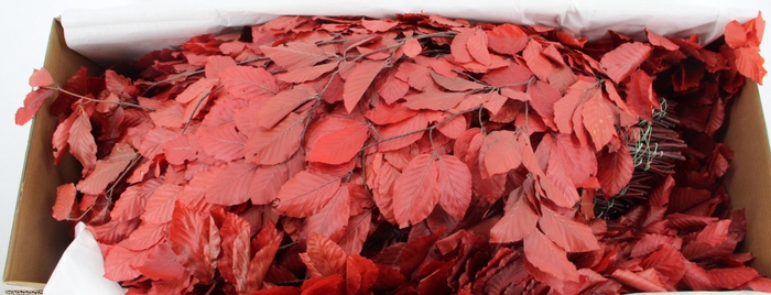 <h4>PF BEECH LEAFS RED BS 150GR</h4>