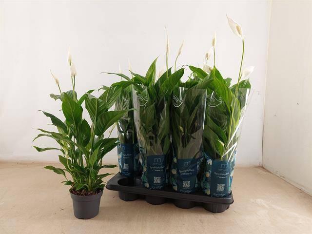 <h4>SPATH STRAUSS</h4>