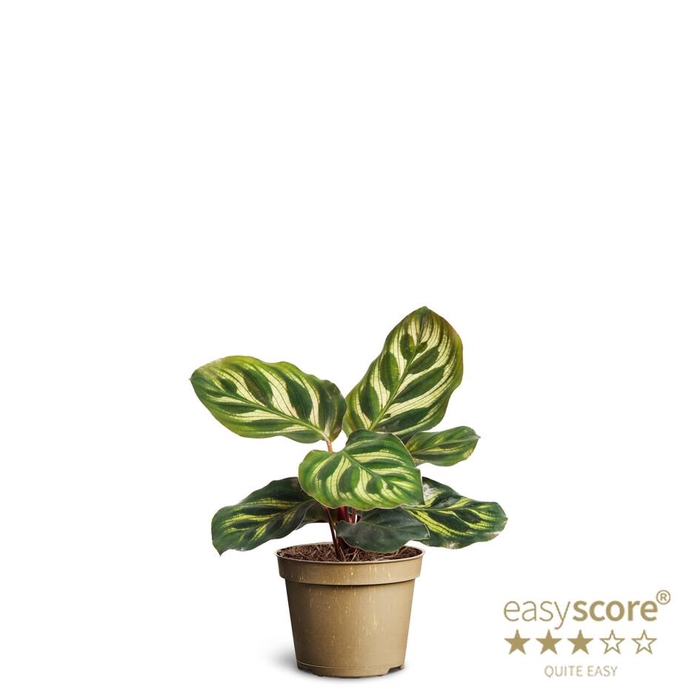 <h4>CALATHEA MAKOYANA p6</h4>