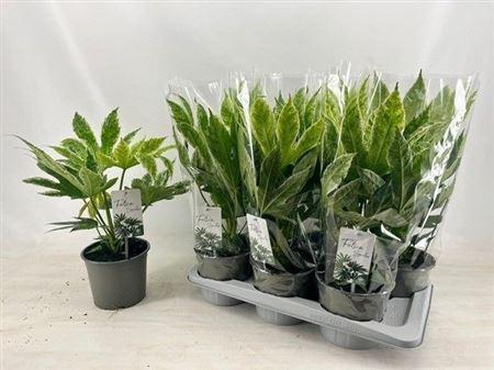 <h4>Fatsia Variegata</h4>