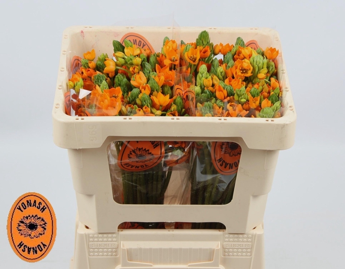 <h4>ORNIT DB SUNSHINE</h4>