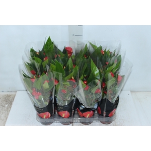 ANTHURIUM MINI MILLION FLOWERS P09