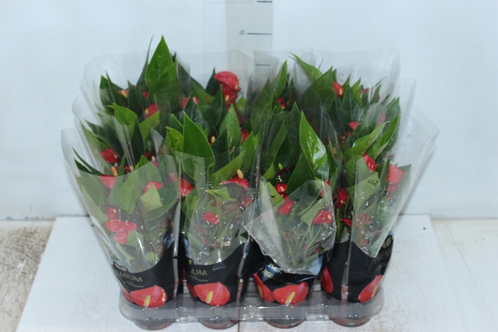 <h4>ANTHURIUM MINI MILLION FLOWERS P09</h4>
