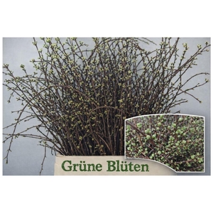 KERSENBLOESEM PER BOS