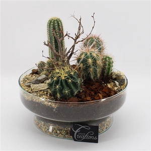 CTCR-2505 Cactus Essentials