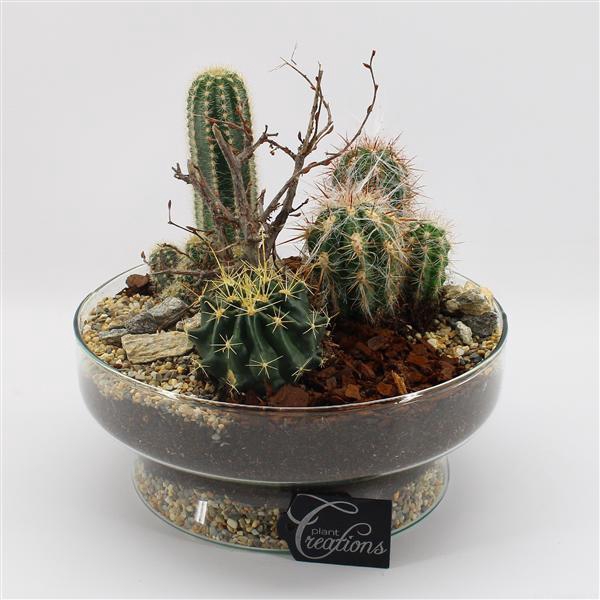 <h4>CTCR-2505 Cactus Essentials</h4>