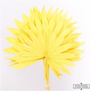 Dried Palm Sun 6pc Yellow Bunch