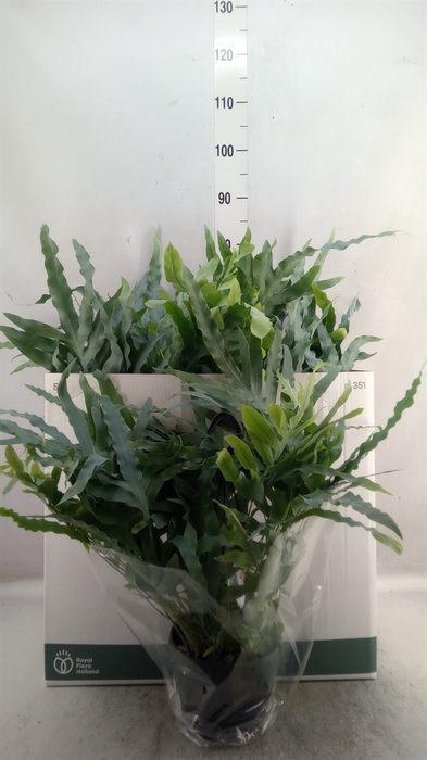 <h4>Phlebodium aureum 'Blue Star'</h4>