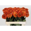Dahlia Orange Fox