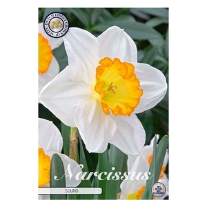 Narcissus Trumpet Sound x5 14/16