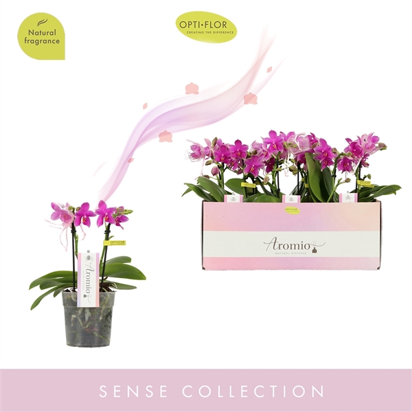 <h4>Aromio Cherry Blossom 2 spike</h4>