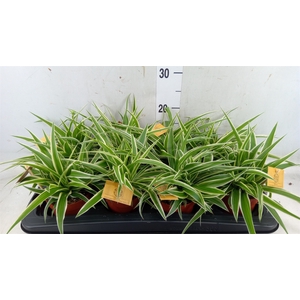 Chlorophytum com. 'Ocean'