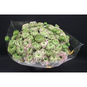 Cl Pon-pon Pink Candy