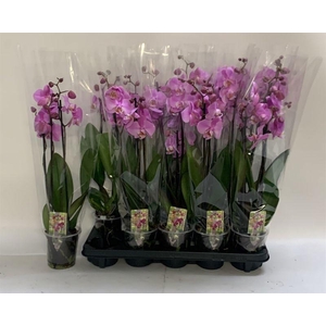 Phal Ov Roze