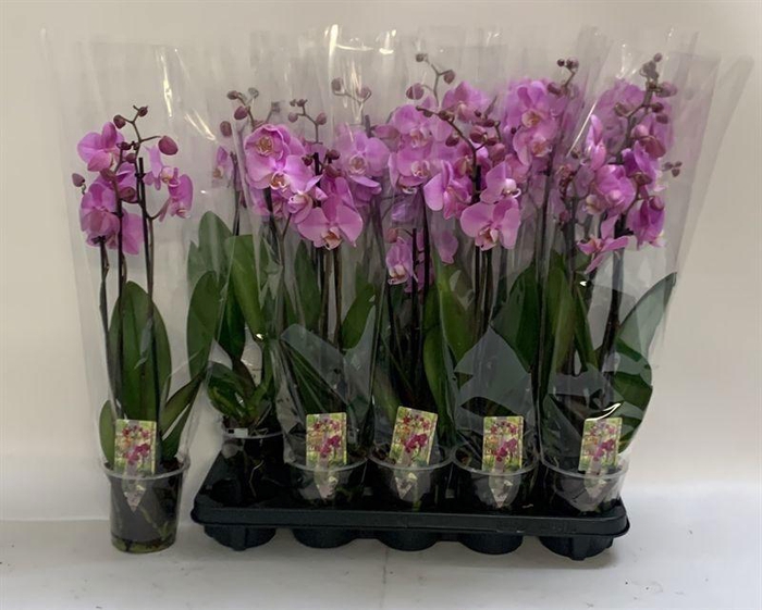<h4>Phal Ov Roze</h4>