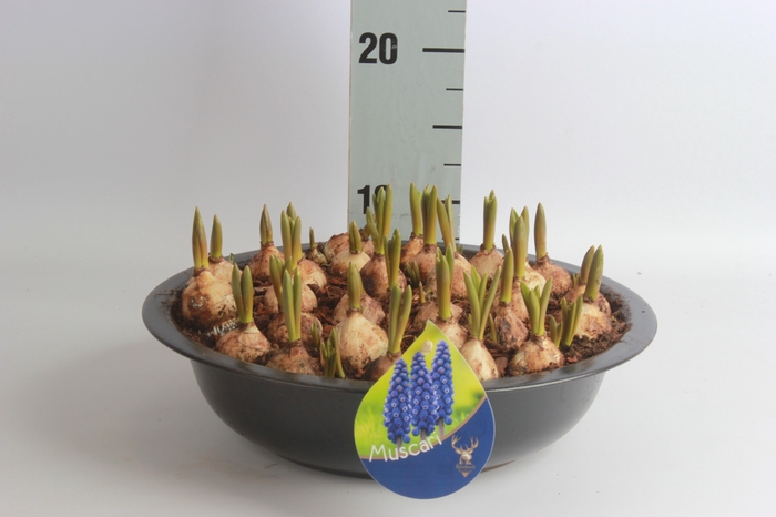 <h4>ARR MUSCARI</h4>