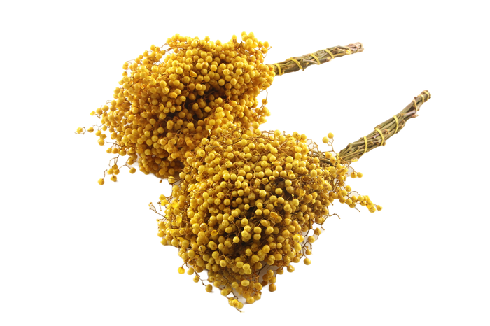 <h4>Pepperberry Yellow</h4>