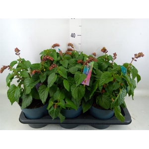 Salvia  'Salgoon Lake Como'