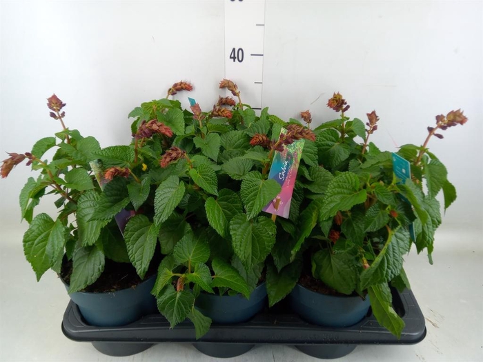 <h4>Salvia 'Salgoon Lake Como'</h4>