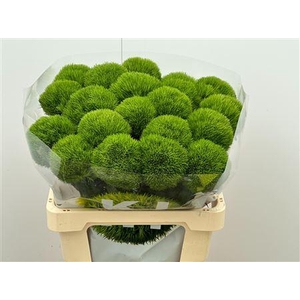 Di Barb Kiwi Mellow 60cm