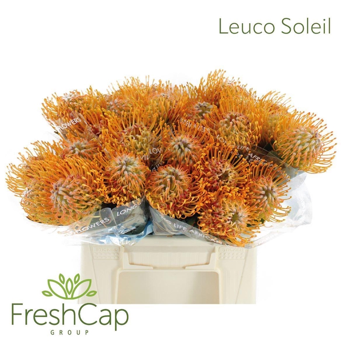 <h4>Leucospermum  'Soleil'</h4>