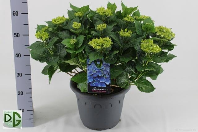 <h4>HYDR M EARLY</h4>