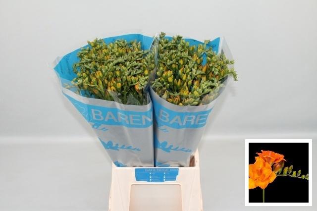 <h4>FR DU CLEMENTINE</h4>