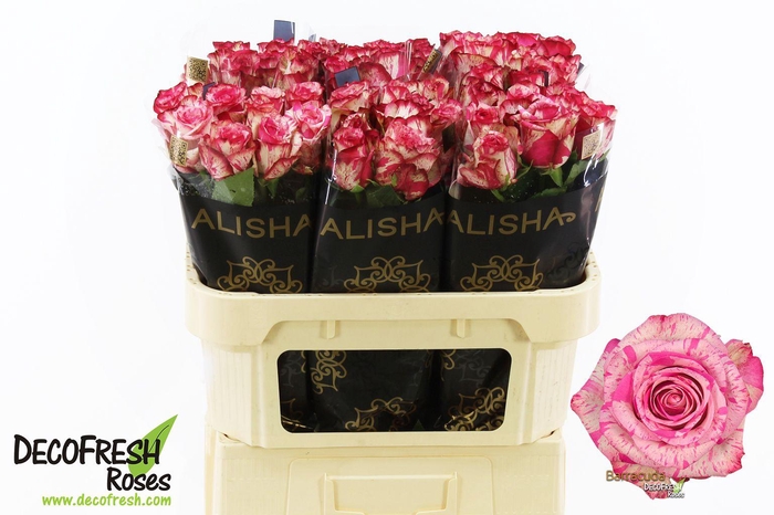 <h4>R Gr Barracuda</h4>