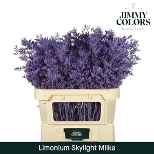 Limonium Skylight L70 Milka