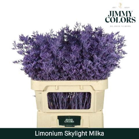 <h4>Limonium Skylight L70 Milka</h4>