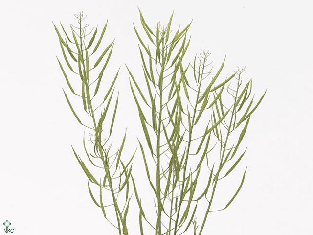 BRASSICA NAPUS