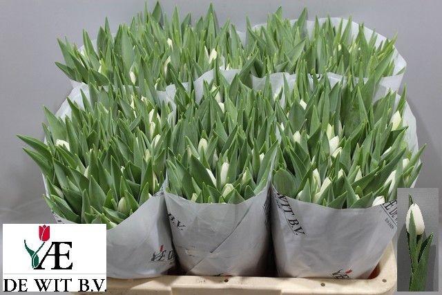 <h4>TU EN SILVER DOLLAR</h4>