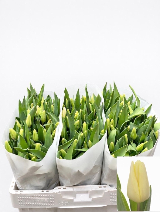 <h4>TU EN FUN FOR TWO</h4>