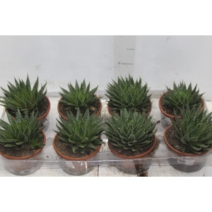 ALOE ARISTATA C13